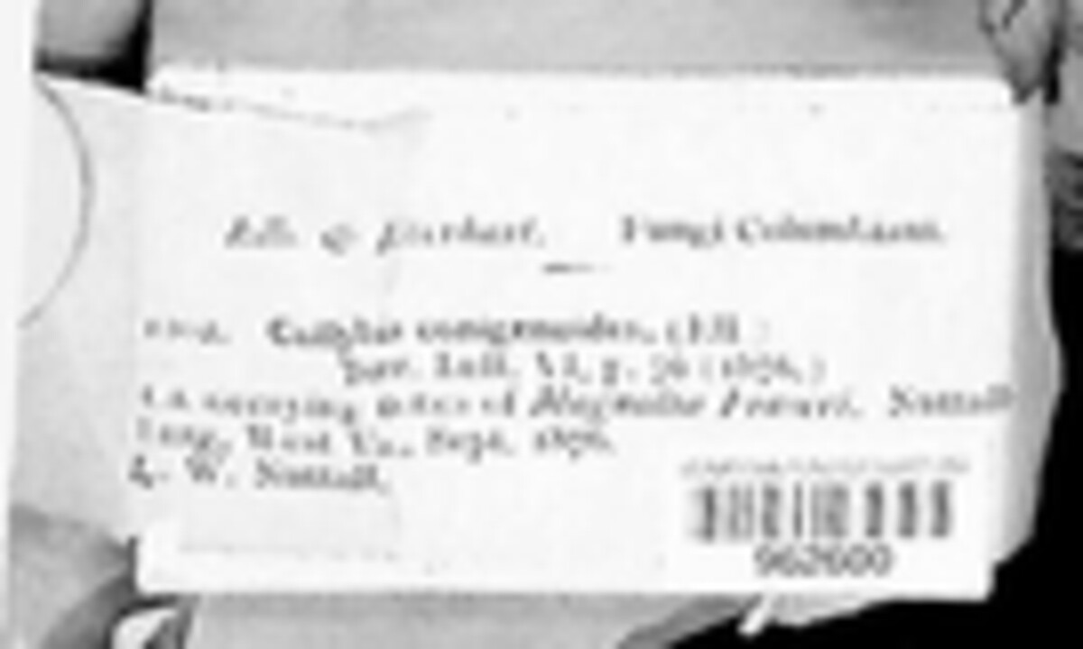Strobilurus conigenoides image